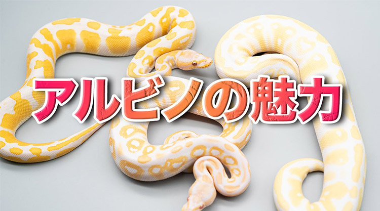 ボールパイソン】アルビノという蛇の魅力について語ります | ボール