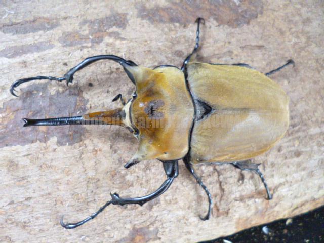 新成虫☆天然からのF2☆イイジマゾウカブト♂117mm♀69mmペア