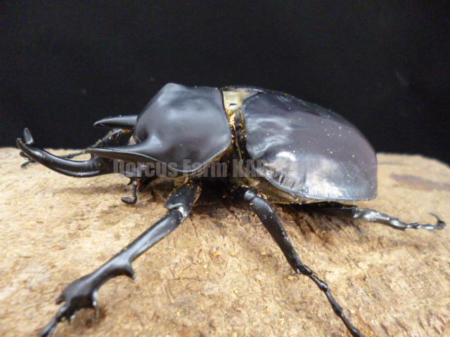☆新成虫☆レックスゾウカブト♂109mm♀75mm | Dorcusfarm