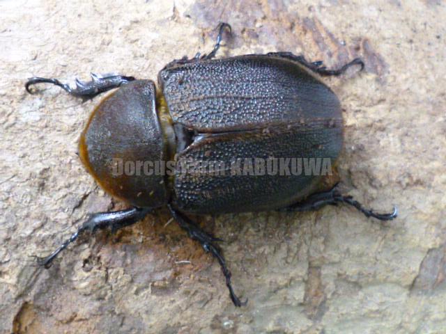 ☆極太極短☆超パチセラス☆ヘラクレスヘラクレス☆♂125mm♀65ペア