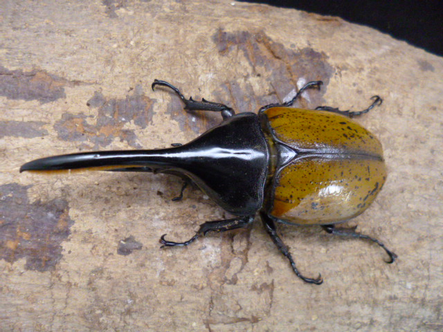 ☆新成虫☆ヘラクレスエクアトリアヌス♂129mm♀72mmペア | Dorcusfarm