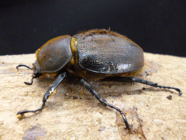 ☆新成虫☆ヘラクレスエクアトリアヌス♂129mm♀72mmペア | Dorcusfarm