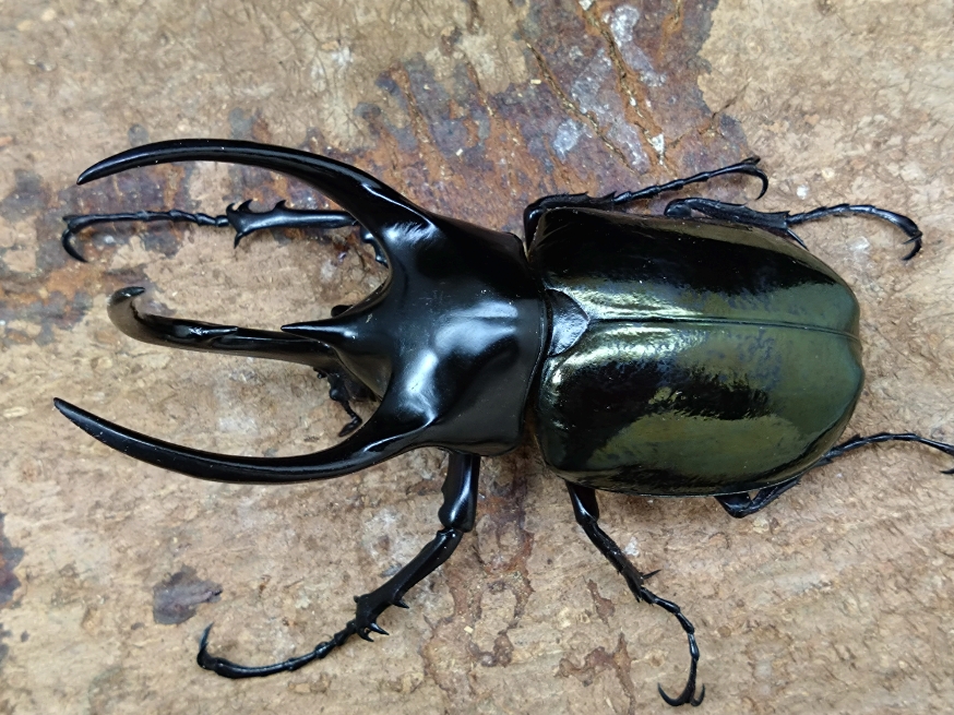 ☆2/22新着☆天然☆スマトラ島産☆コーカサスオオカブト | Dorcusfarm