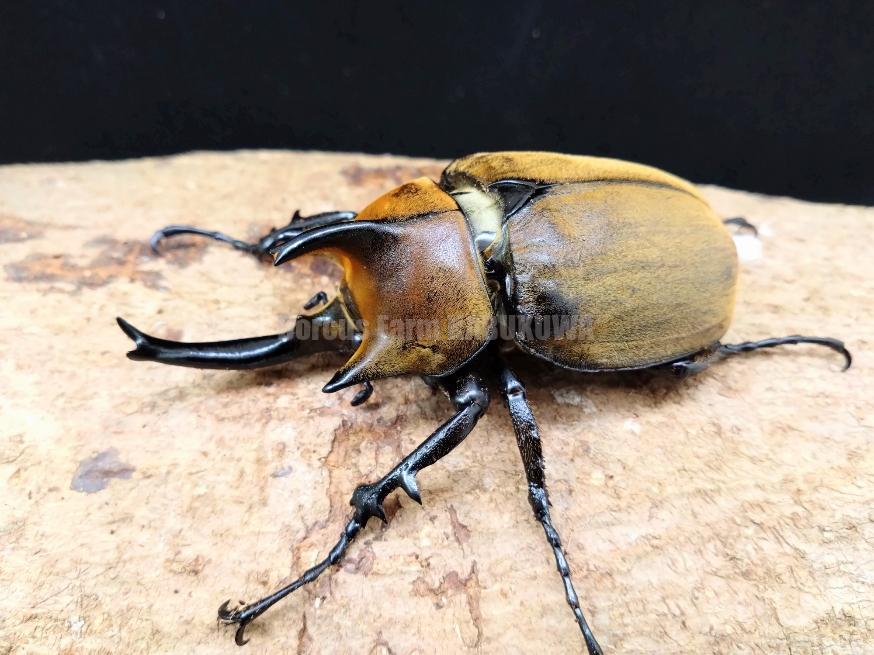 新成虫☆即ブリ☆ギアスゾウカブト亜種プランディ♂109mmペア | Dorcusfarm