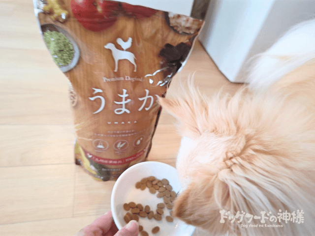 全328商品】おすすめドッグフードを徹底比較！安全安心な犬の餌は？