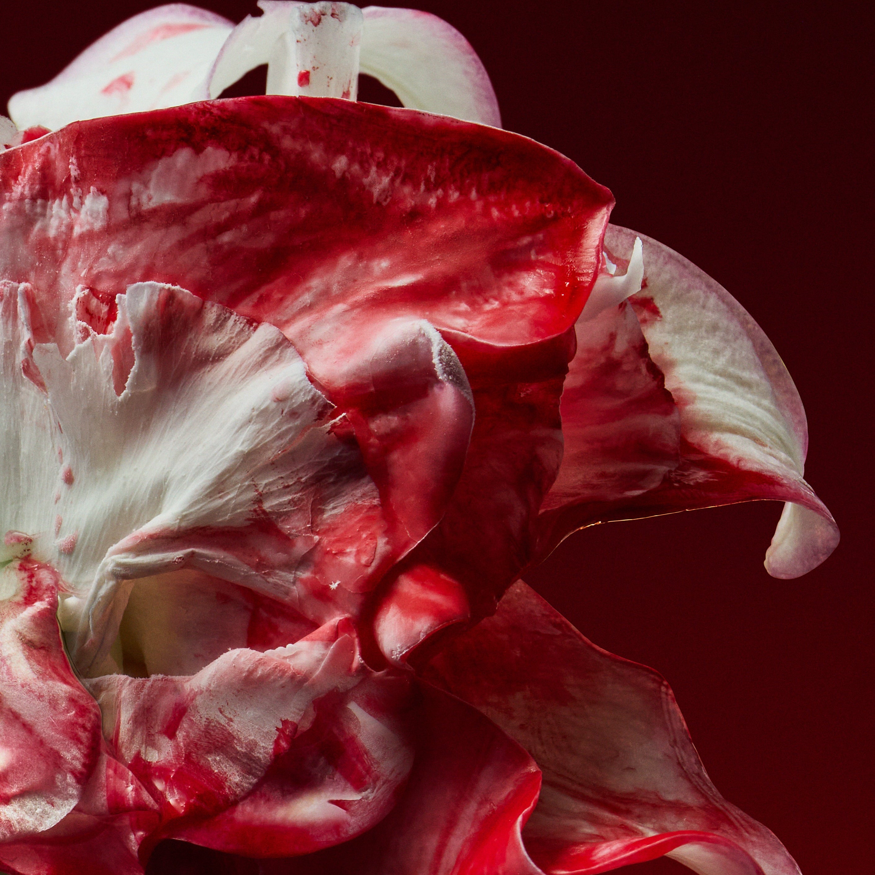 Holy berry ボディフレグランス - ドルセー ジャパン (d'Orsay Japan