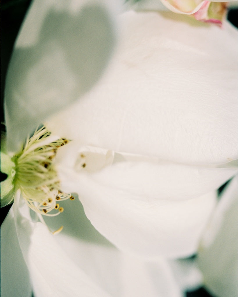 R.B. フレグランス - ドルセー ジャパン (d'Orsay Japan) | パルファム