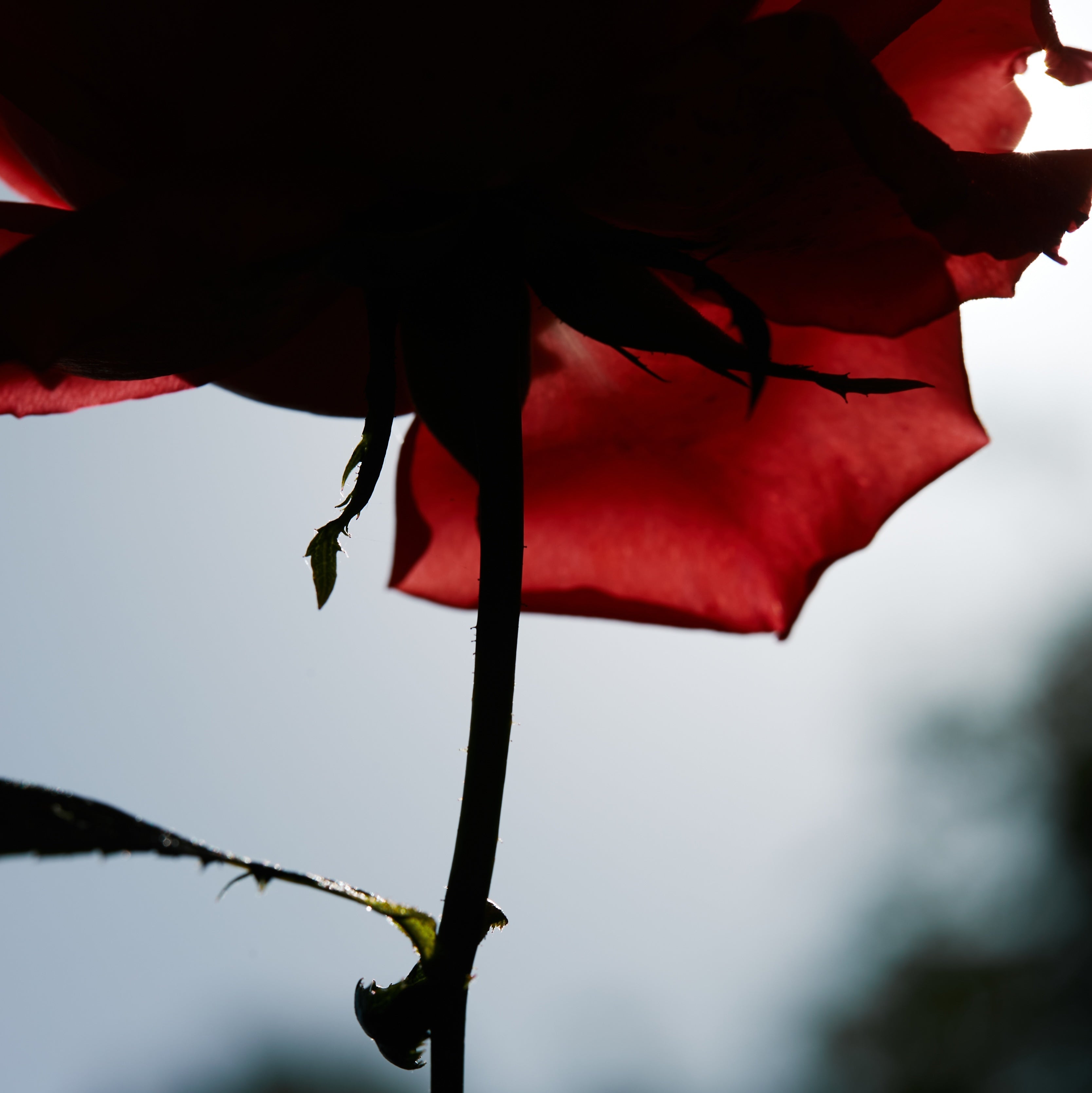 Rose blaze ボディフレグランス - ドルセー ジャパン (d'Orsay Japan