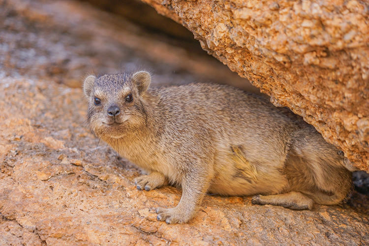 長野市城山動物園に新獣舎が誕生！「ハイラックスのコピエ