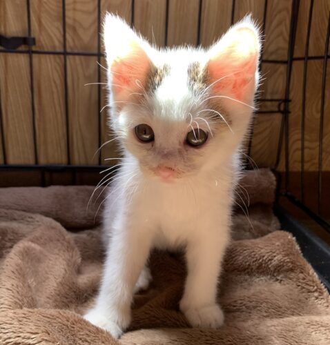 里親決定 猫 - 東京・神奈川・千葉・埼玉 - 白三毛子猫（オス