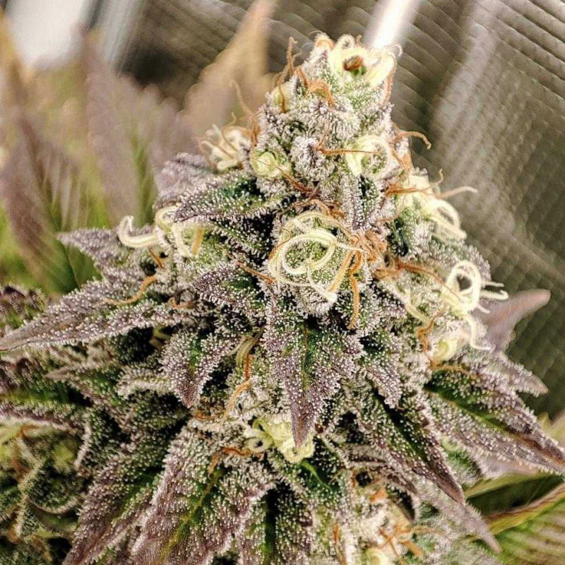 Buy Tropical Tangie® Feminised Seeds | Dutch Passion UK