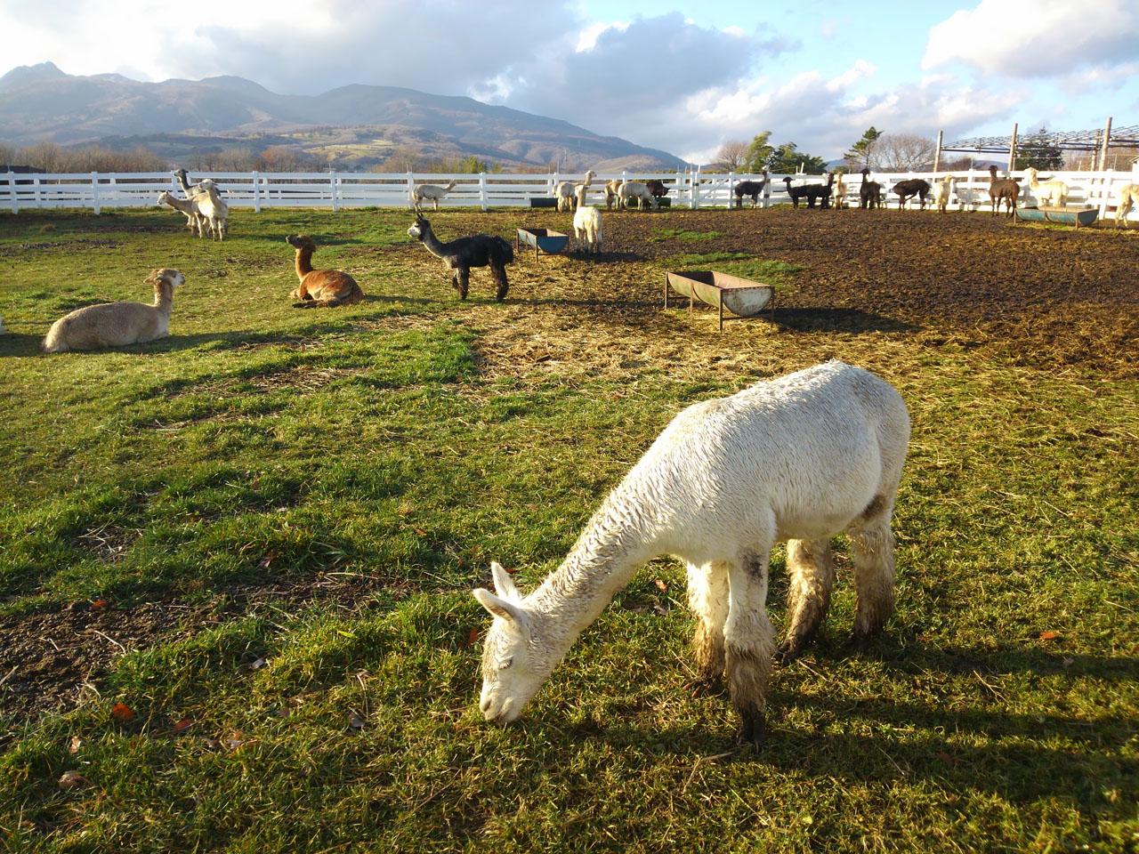 caption.jpg?w=1200&h=-1&s=1