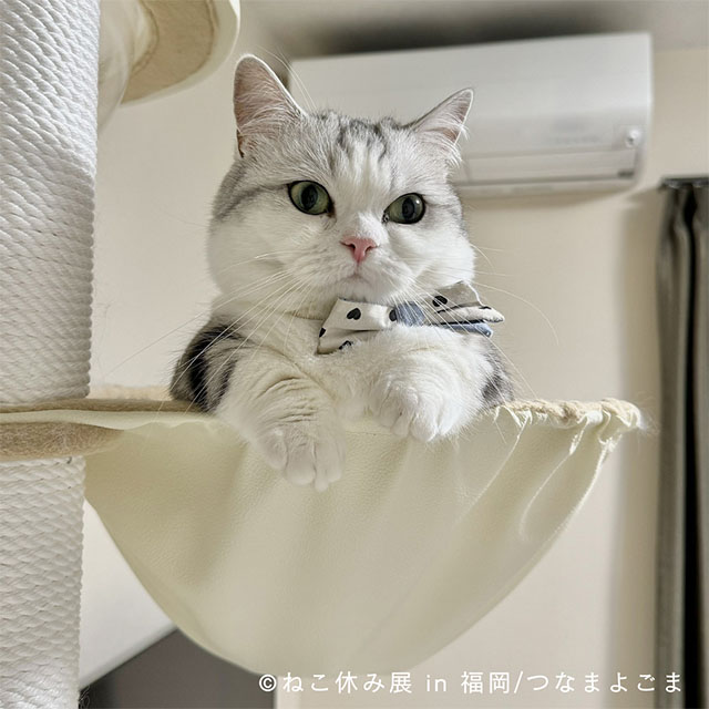 ねこ休み展 in 福岡｜BOSS E・ZO FUKUOKA（ボス イーゾ フクオカ）公式