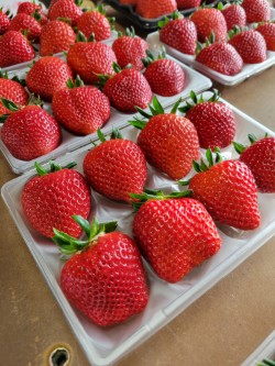 SORAKARA OTODOKE/フルーツ/いちご/苺｜JAL Mall｜ショッピングで