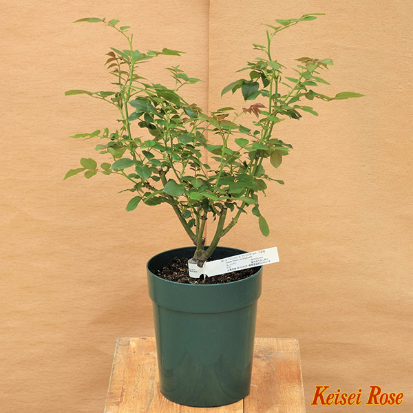 ルクソール 6号｜【京成バラ園】バラの通販