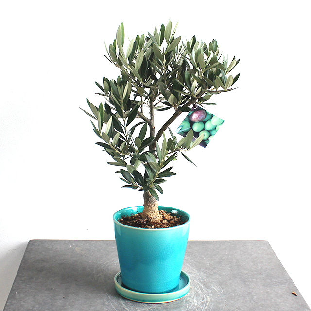 オリーブ 2138-pi | 国産オリーブオイルやギフトの通販 SOUJU