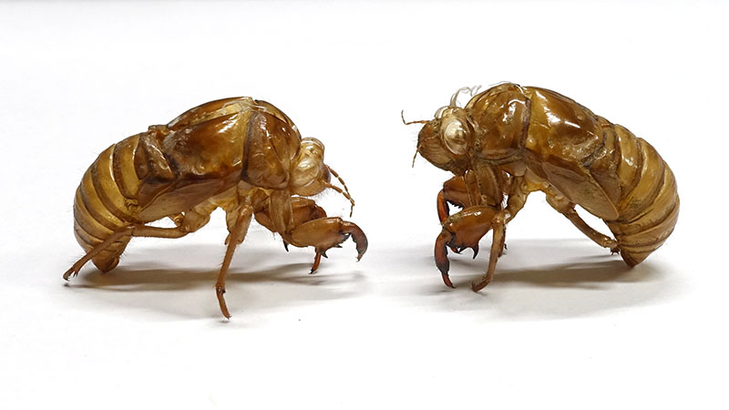 夏休み“大人の”自由研究「セミの抜け殻の3Dプリント」 – robot and the