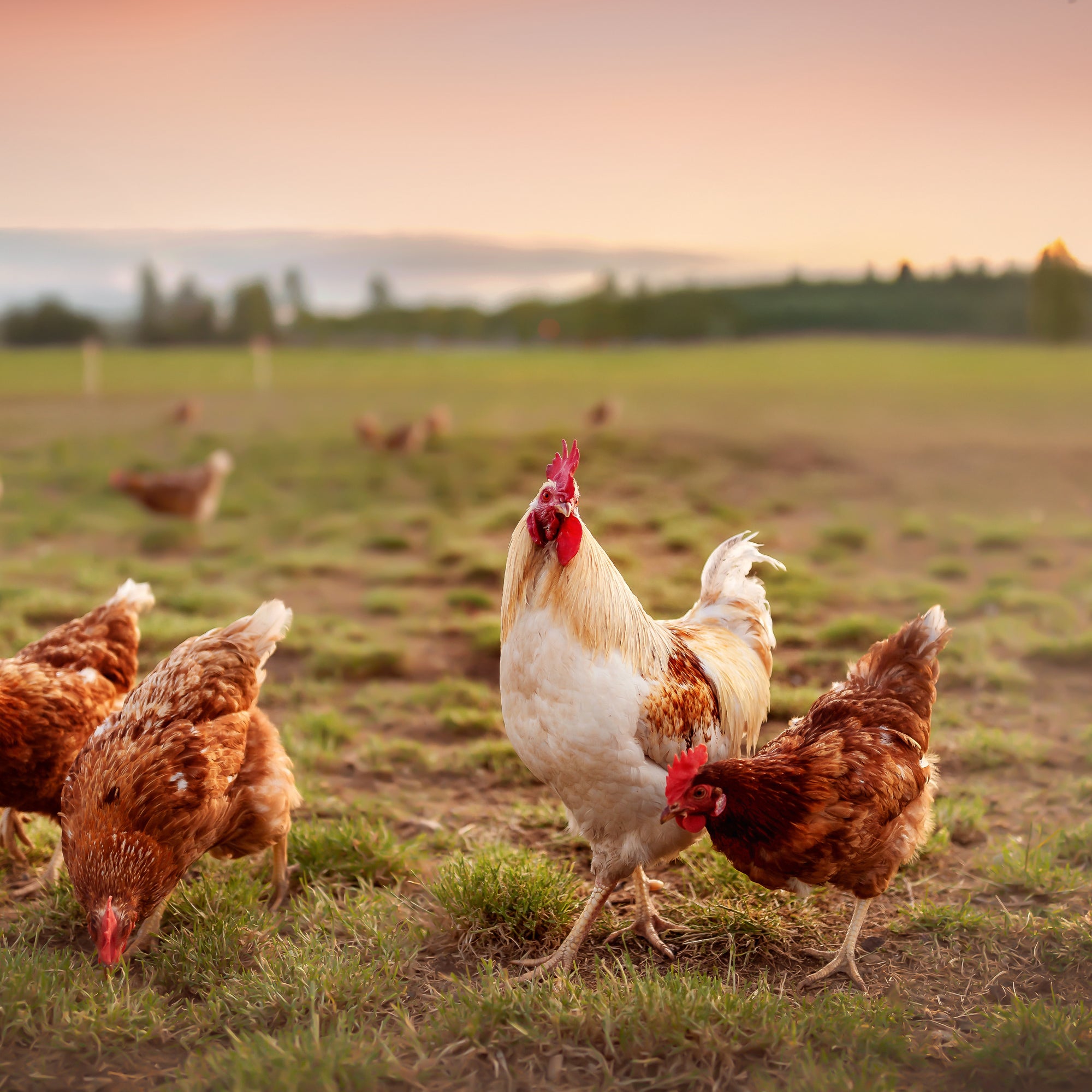 ESSENTIAL FOODS THE JAGUAR – Grain‑Free High Meat Cat Food