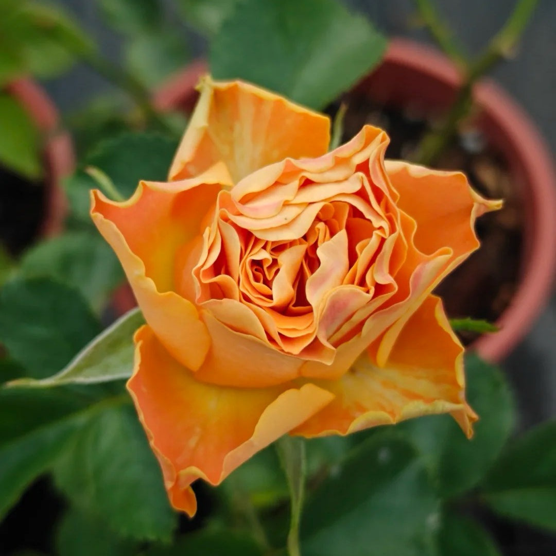 Copper Kiss Rose-铜吻| Netherland Cut Roses – Ergongzy Roses