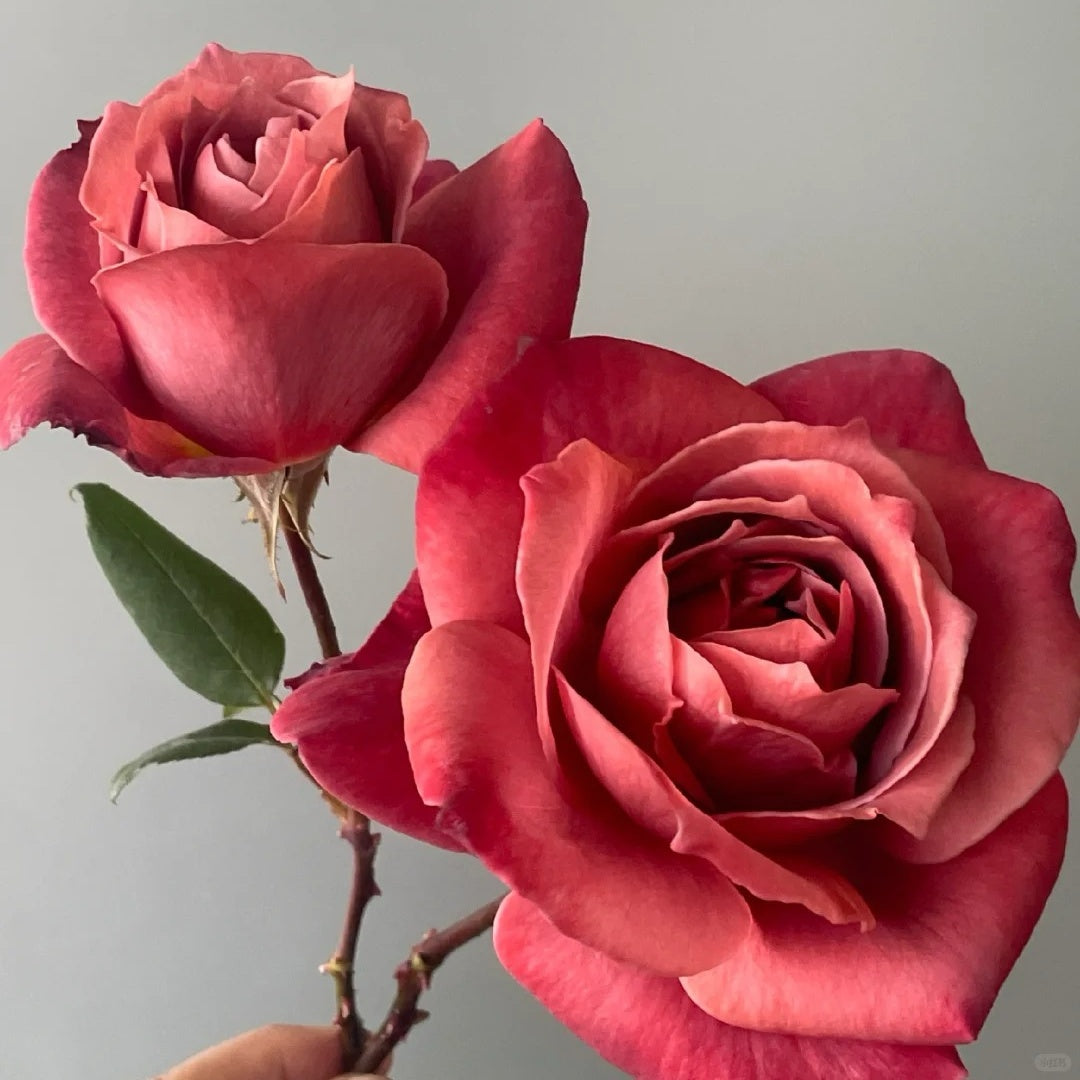 Black Tea Rose-红茶 | Japanese Shrub Roses – Ergongzy Roses