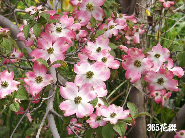 ハナミズキ（花水木）｜園芸植物小百科｜育て方｜花の写真
