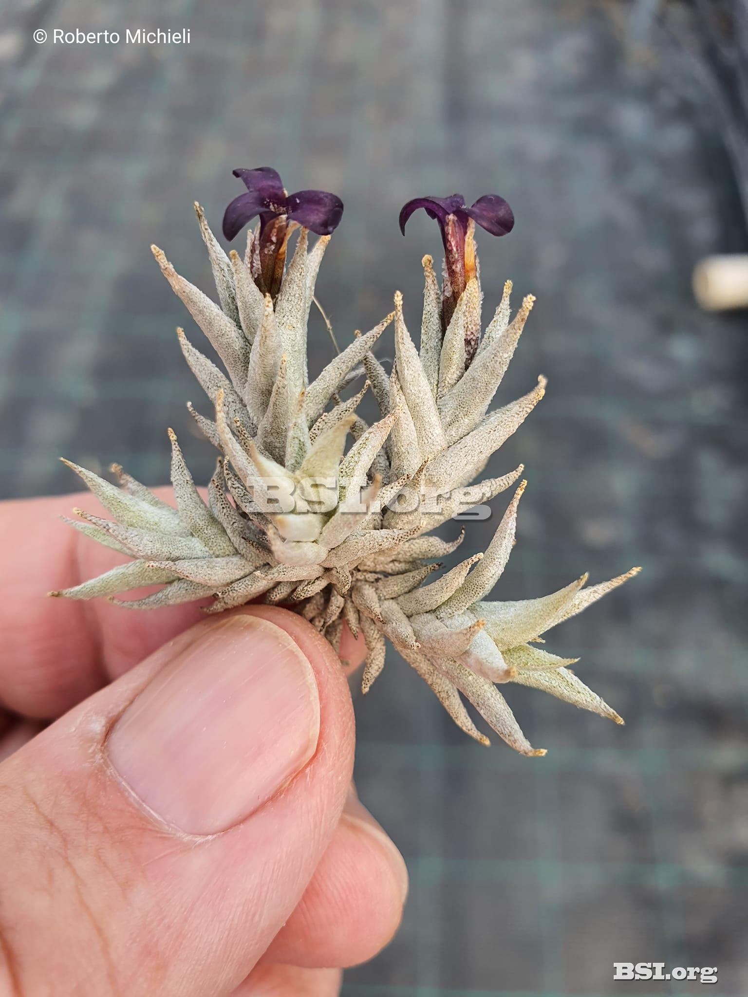 showImage.php?id=18891&bsd