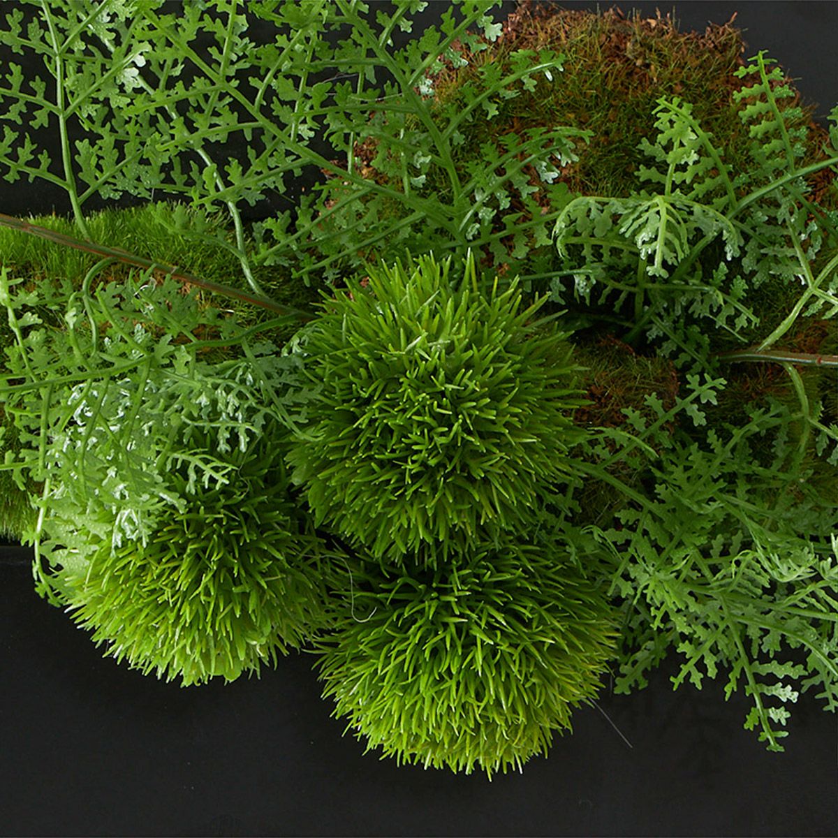 壁掛けグリーン マリモxシノブ 和モダン グリーン | オーダー