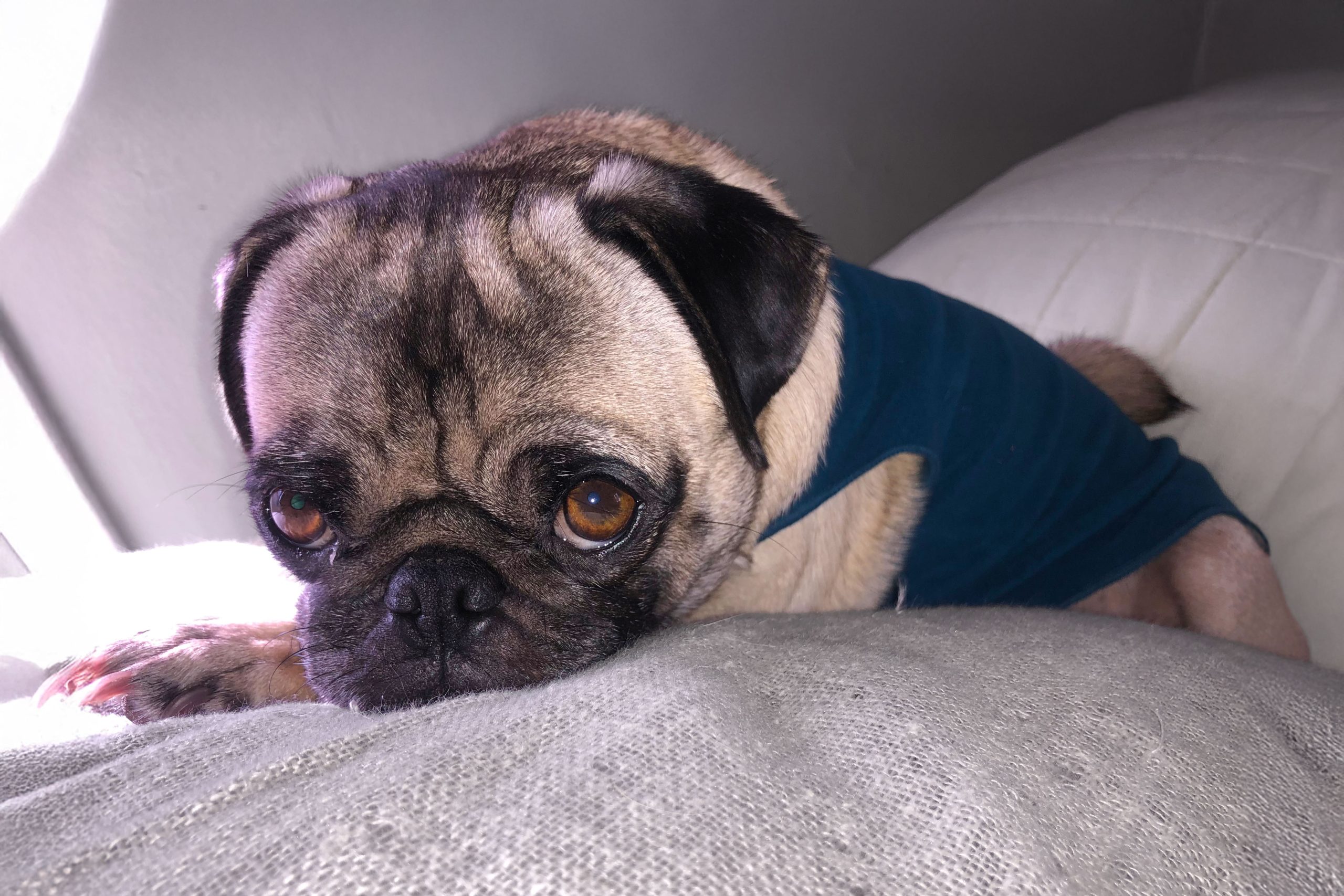Mojo the Pug – Free Animal Doctor