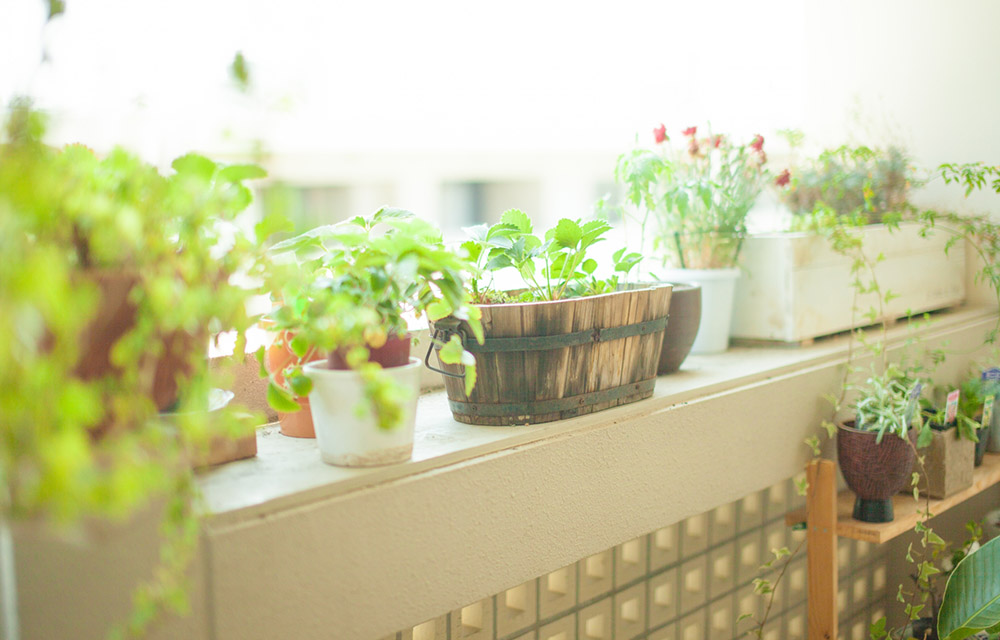 鉢の選び方のポイントとは？種類や大きさなど【ガーデニングの基本
