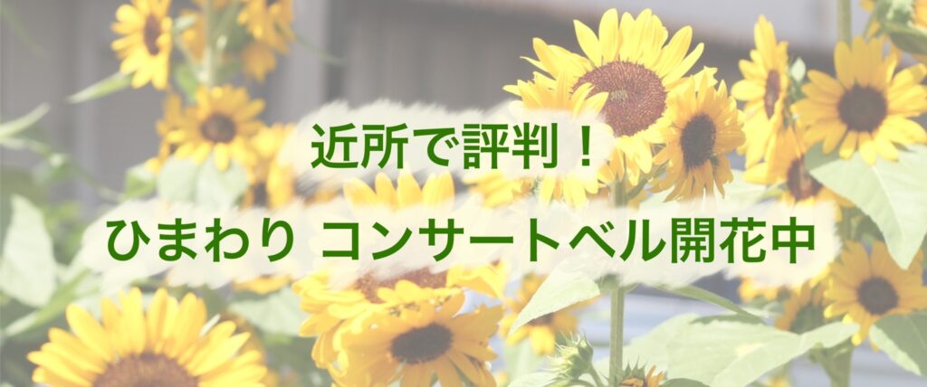 ひまわり コンサートベル開花中です！ - 福花園種苗株式会社