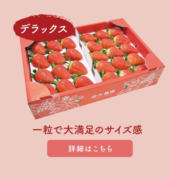 いちご 品種おまかせデラックス DXサイズx2トレイ【送料無料・クール