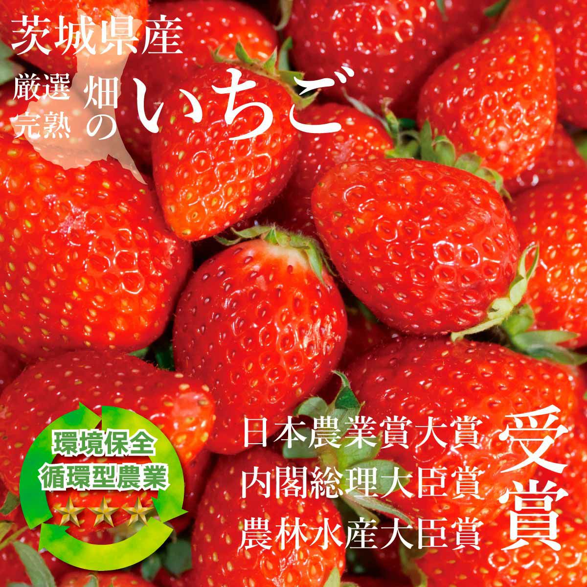 いちご 品種おまかせデラックス DXサイズx2トレイ【送料無料・クール