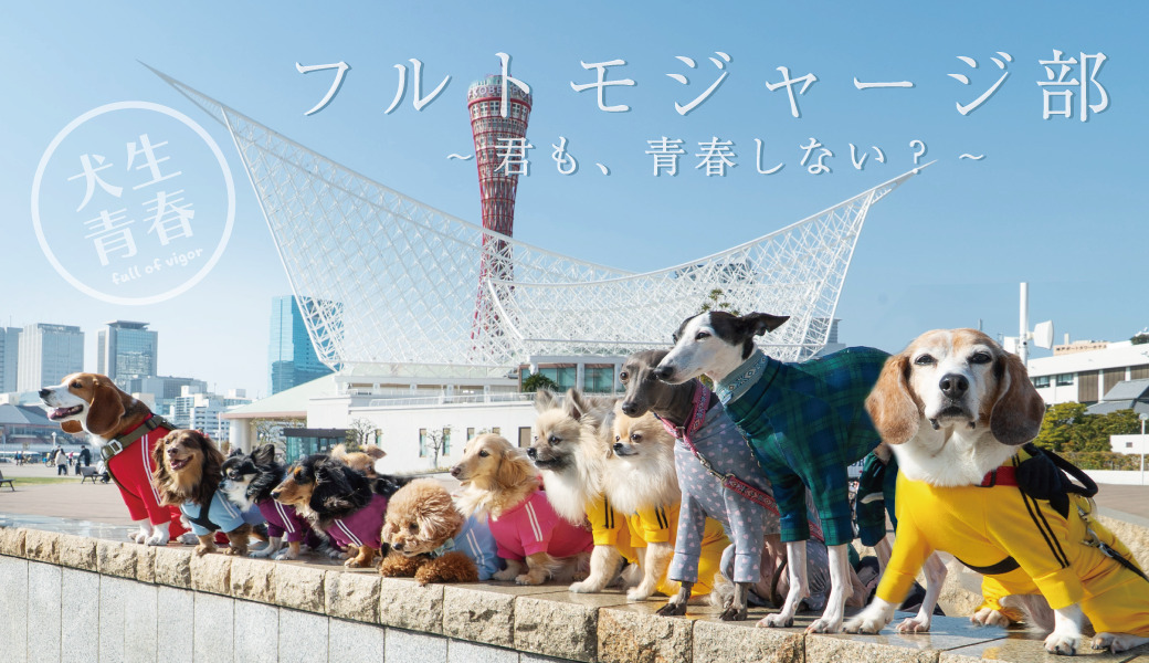 ダックス、猫 、小型犬の服、ドッグスリング（犬用スリング）、犬・猫