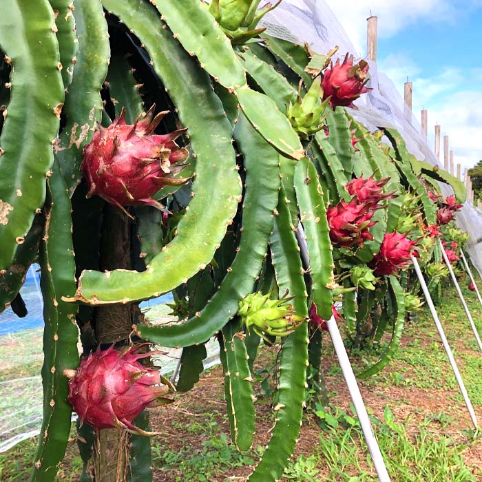 2026年発送分】ご家庭用 徳之島 天城町産ドラゴンフルーツ 赤色 約2kg