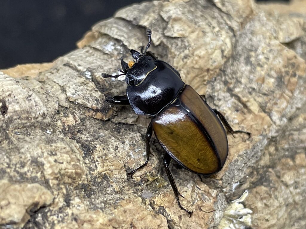 飼育情報大公開】裏年の貴重なチャイロマルバネの産卵セットを組みまし