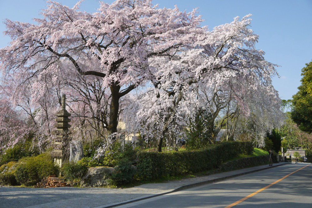 桜守・佐野藤右衛門邸の桜: 英学の「おもしろい京都案内」