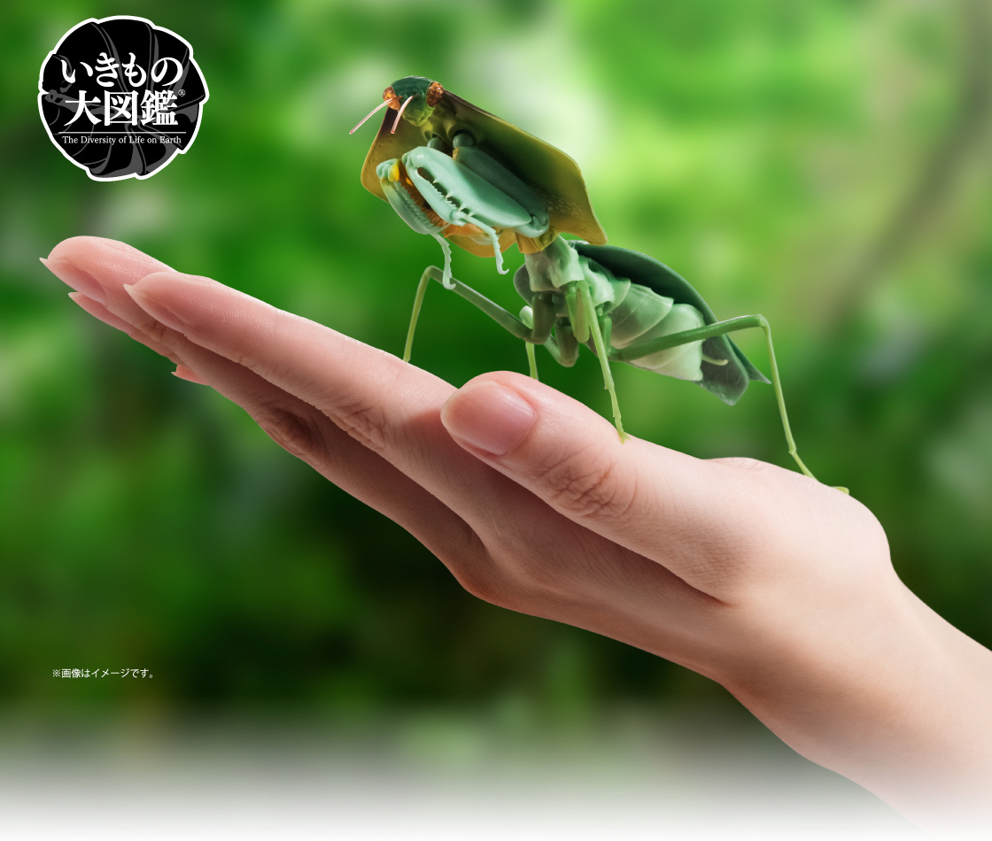 いきもの大図鑑 かまきり04｜いきもの大図鑑｜ガシャポンオフィシャル