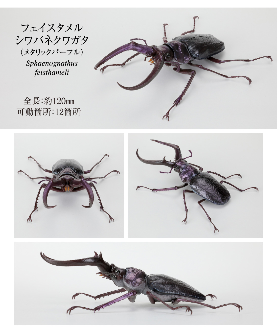 いきもの大図鑑 くわがた10 樹皮台座（小）セット｜いきもの大図鑑