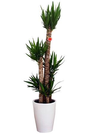 観葉植物 ユッカ・エレファンティフェス（青年の樹）10号鉢（陶器