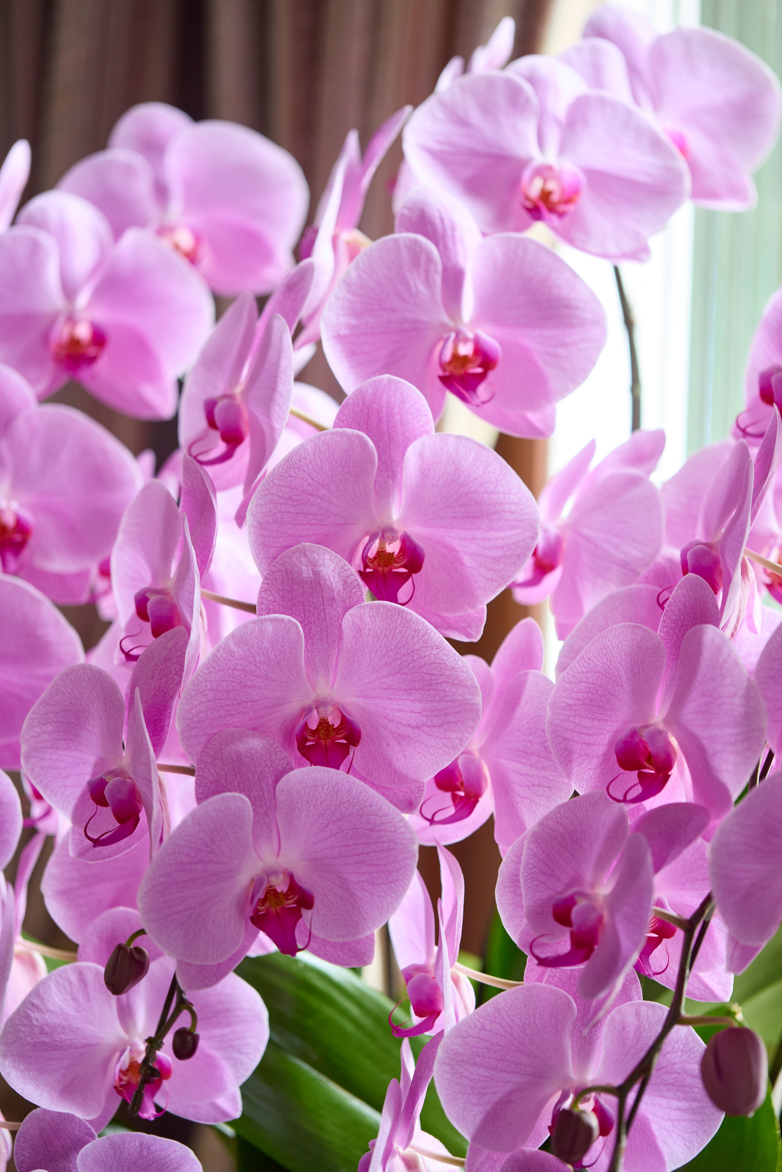 Orchid Grace（胡蝶蘭ピンク5本立）｜花鉢-ゴトウフローリスト