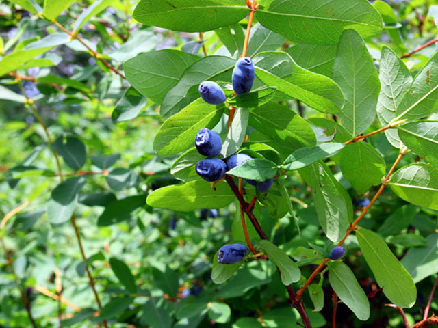 ハスカップ 苗 販売 トオヤマグリーン