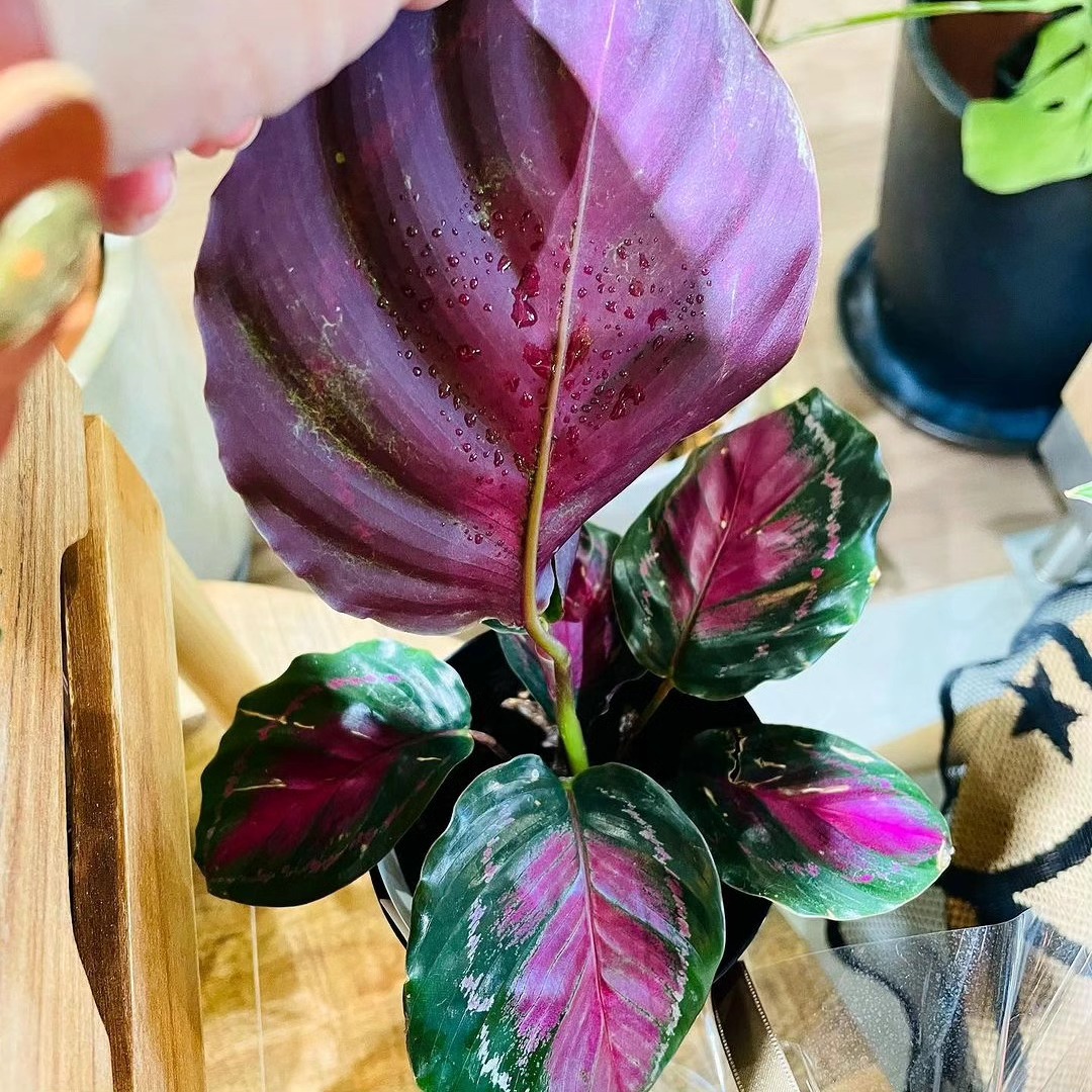 カラテア4品種 - グリーンプロデュース～暮らしに緑を～｜グリーン雑貨