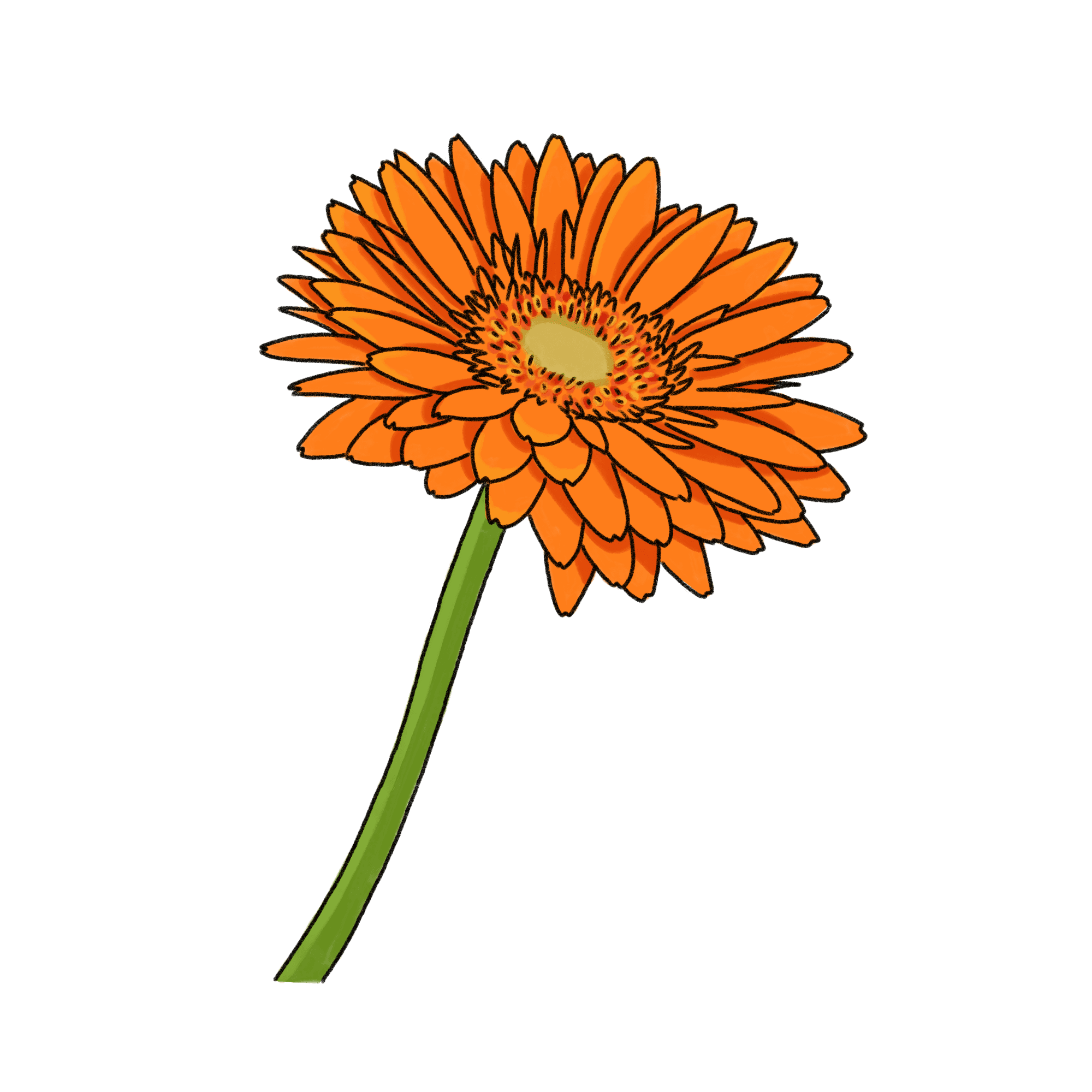 ガーベラのイラスト｜03｜フリー素材 - GreenStock40