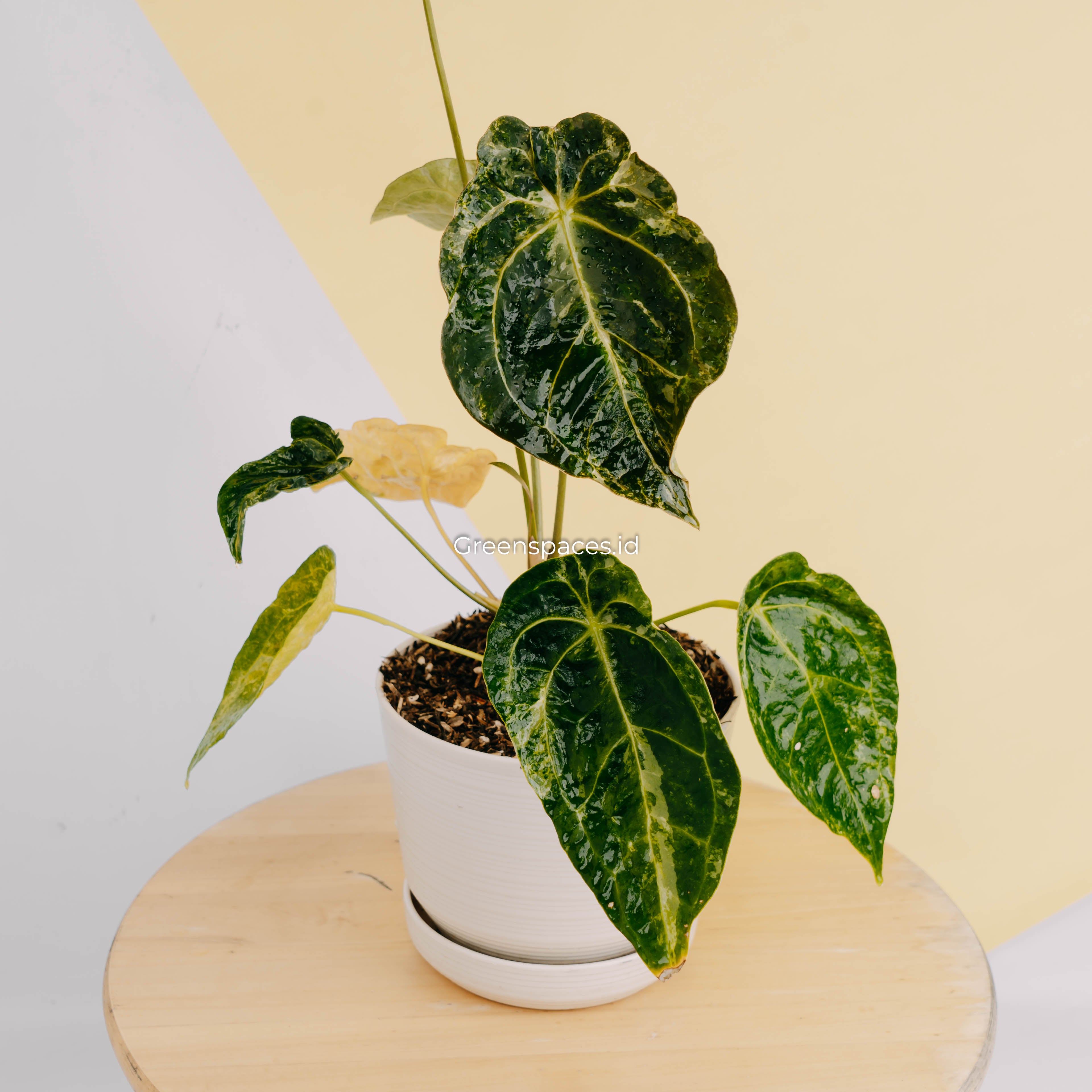 Anthurium Forgetii Variegated – Greenspaces.id