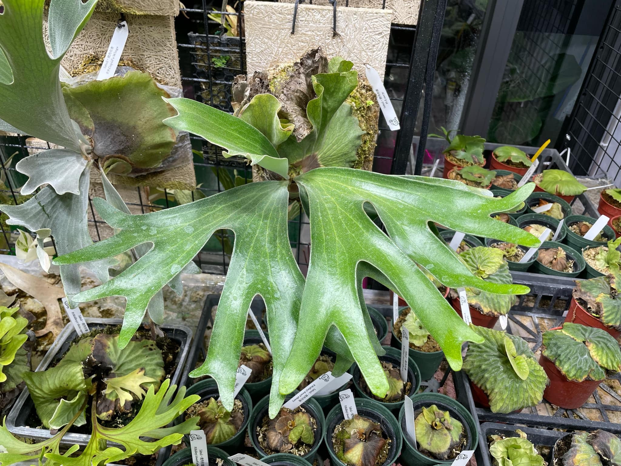 Platycerium Lucy - Rare Collectible Platycerium | Medium Size