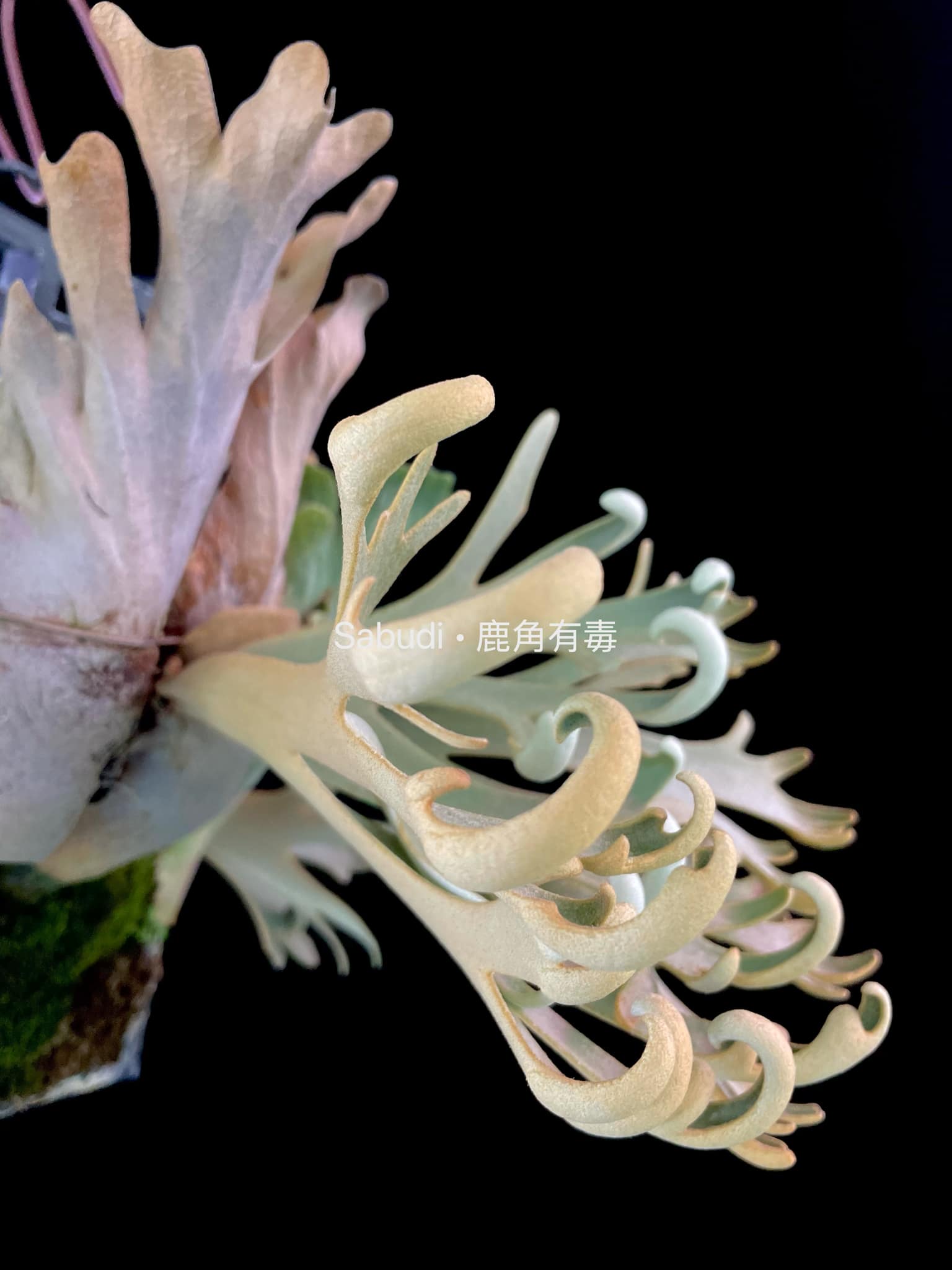 う*う様 P.willinckii calm sporeling The only few dwarf platy we