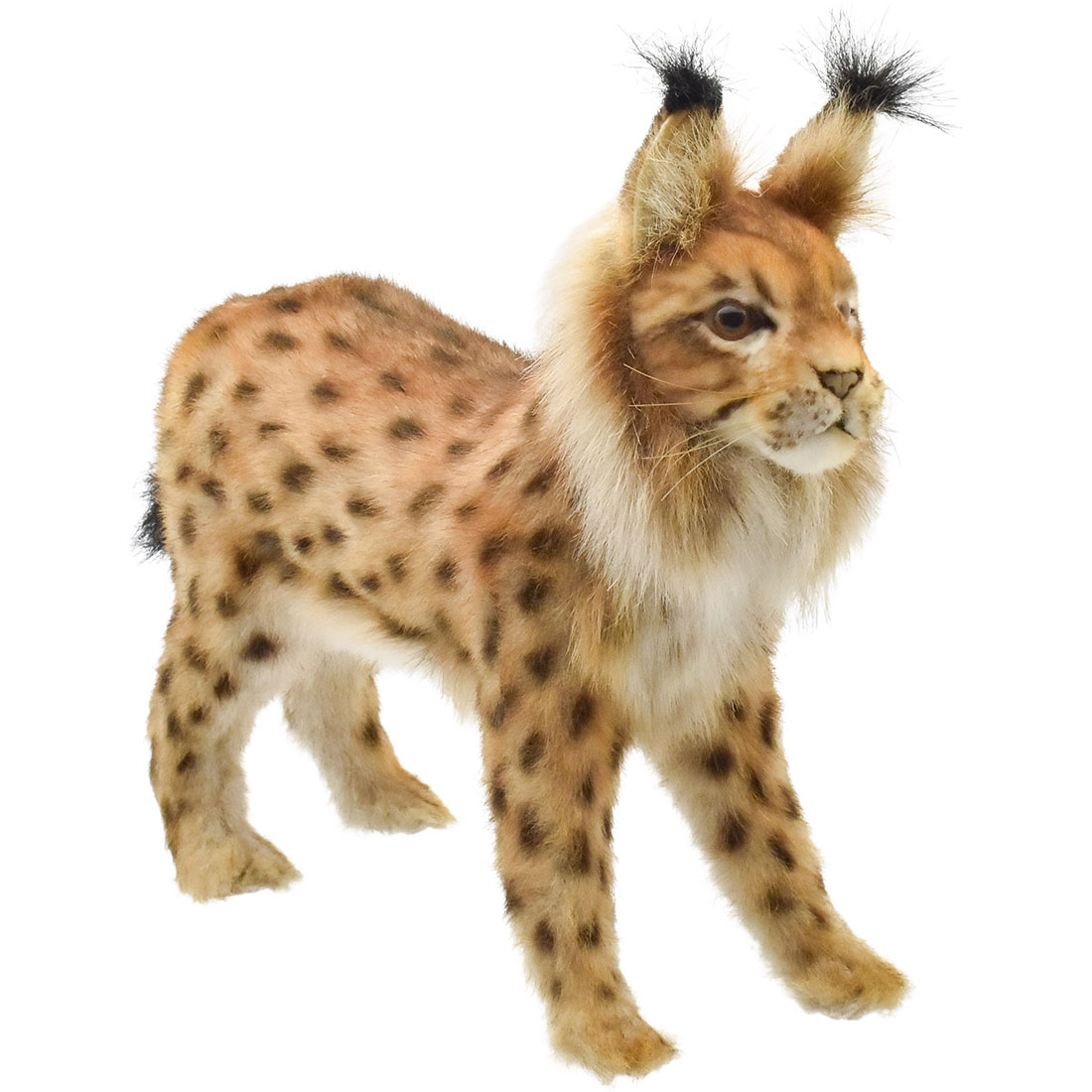 ヨーロッパオオヤマネコ 33 | HANSA