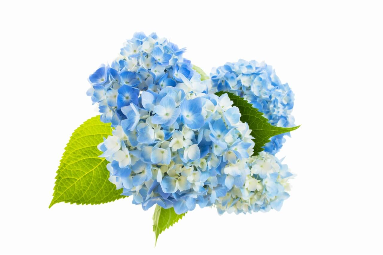 紫陽花（あじさい）のドライフラワー 手作りも簡単！