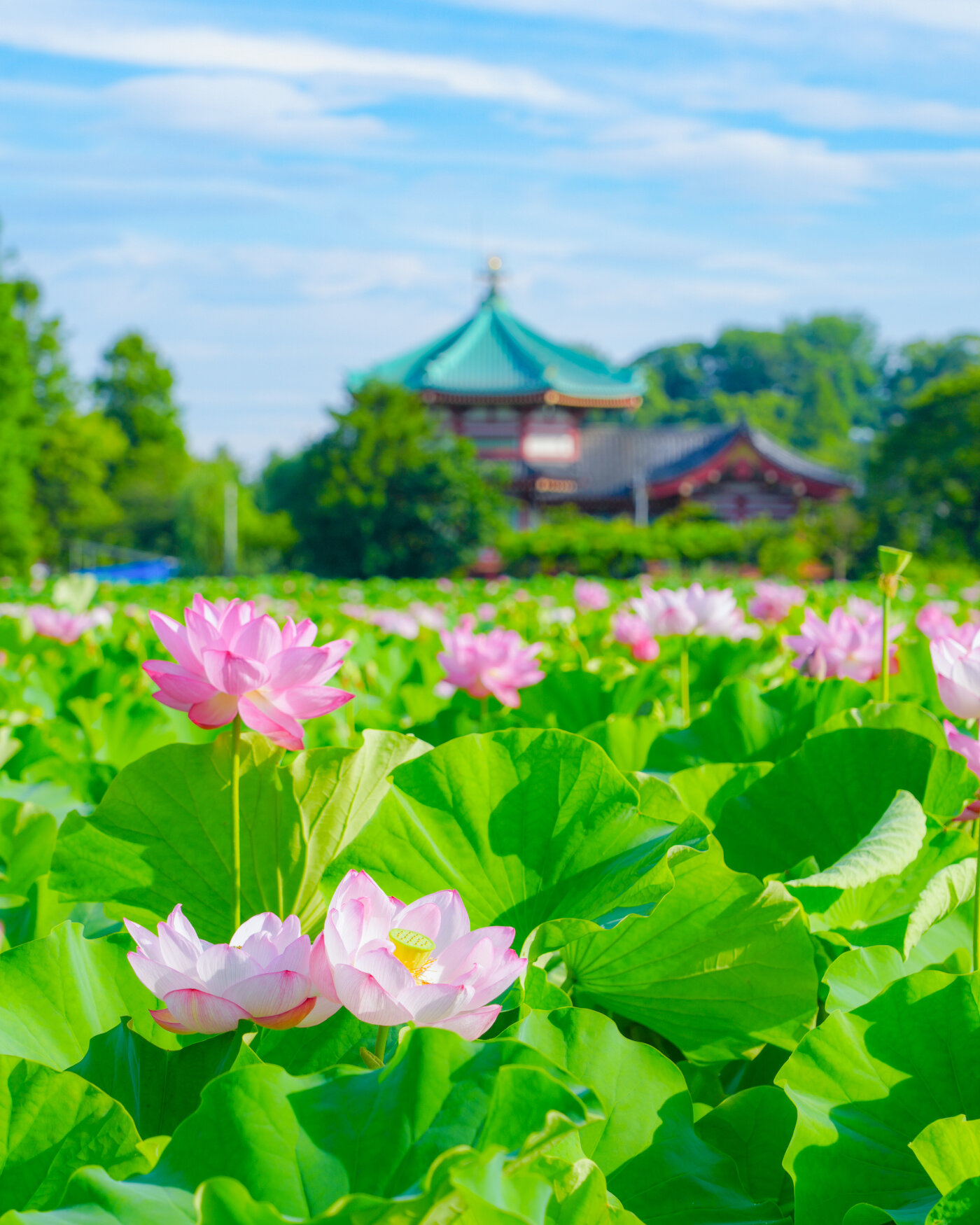 蓮咲く池と風鈴の音色に癒される〜上野恩賜公園 | 季節特集 | 特集