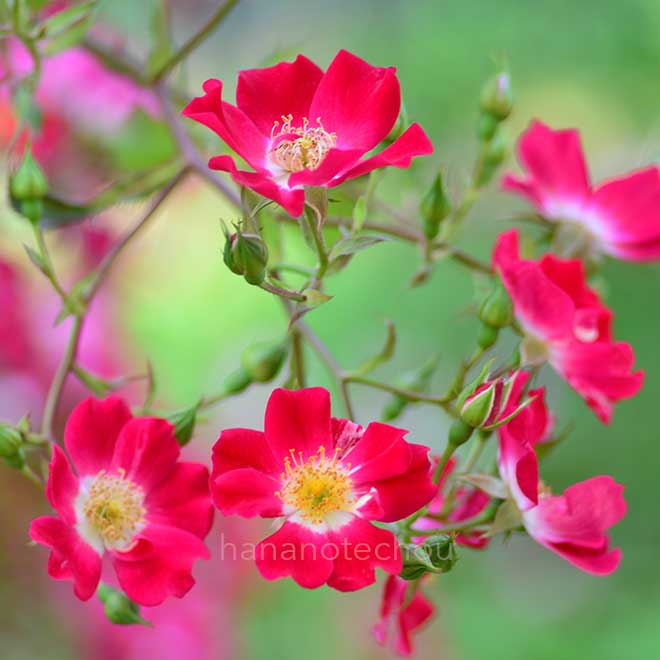 バラ シェリー メイディランド｜ROSE Cherry Meidiland｜花の手帖のweb